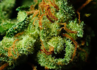 Znakomity growbox do hodowli marihuany