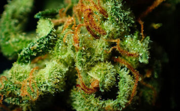 Znakomity growbox do hodowli marihuany