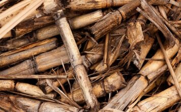 Co to znaczy biomasa?