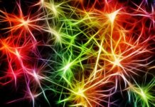 Czy układ nerwowy może się zregenerować?